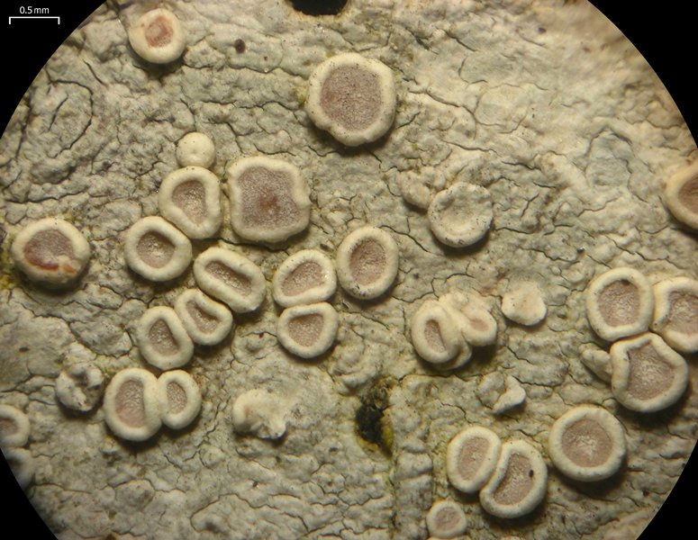 Lecanora subpallens