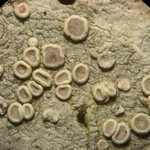 Lecanora subpallens
