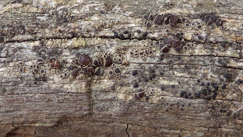 Lecanora subrugosa