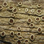 Lecanora subrugosa