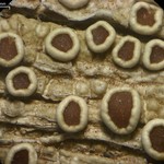 Lecanora subrugosa