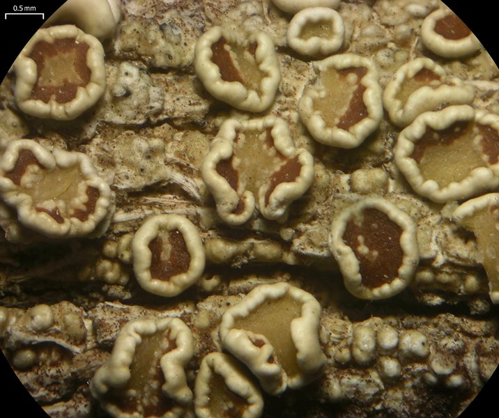 Lecanora subrugosa