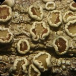 Lecanora subrugosa