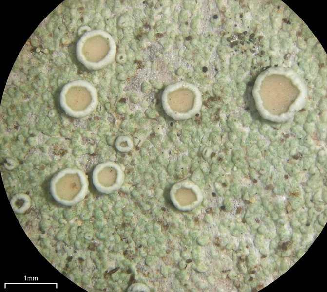 Lecanora subrugosa