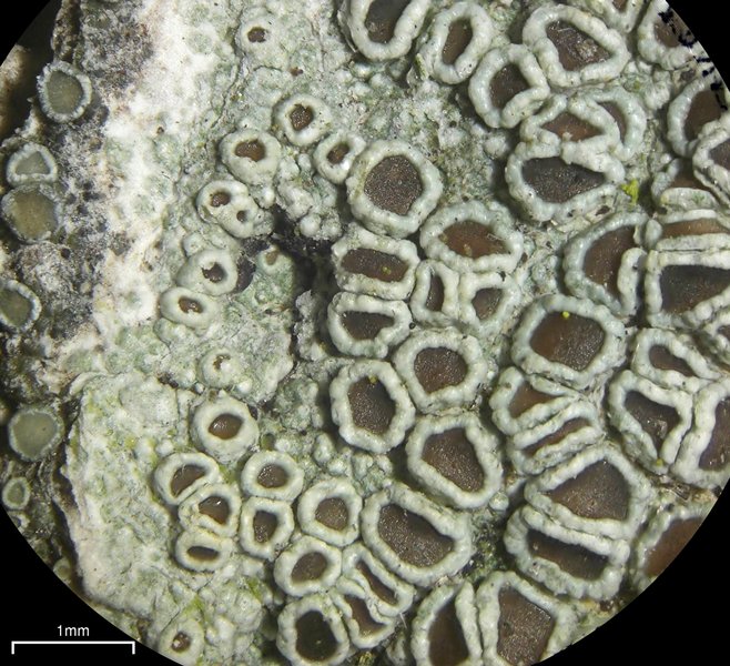 Lecanora subrugosa