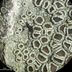 Lecanora subrugosa