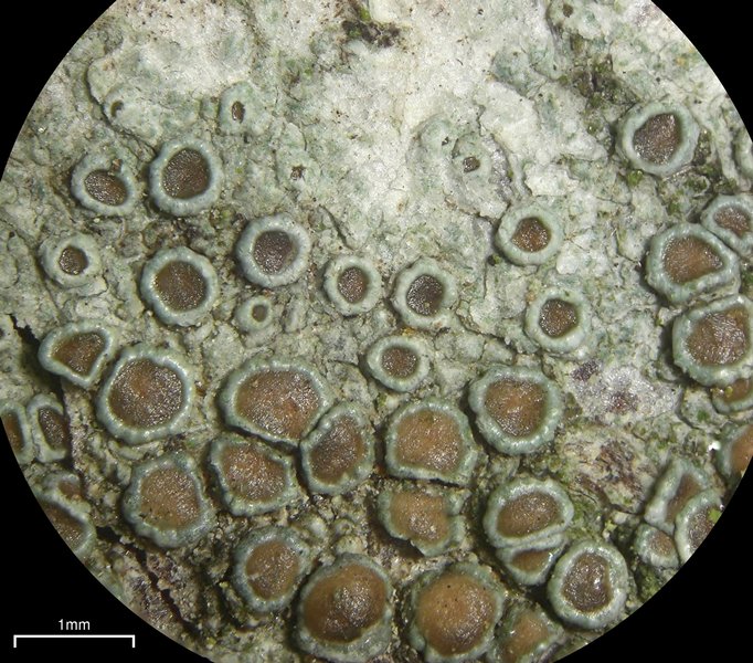 Lecanora subrugosa