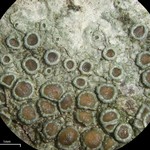 Lecanora subrugosa