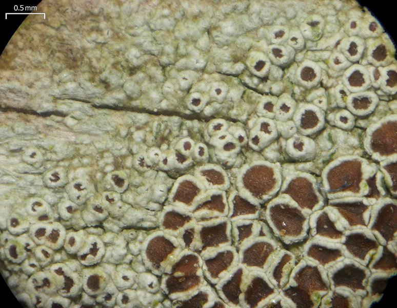 Lecanora subrugosa