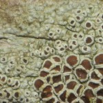 Lecanora subrugosa