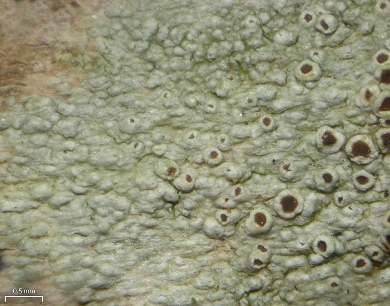 Lecanora subrugosa