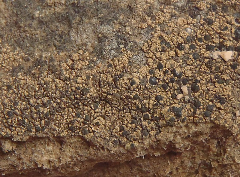 Lecanora sulphurea