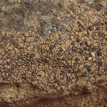 Lecanora sulphurea