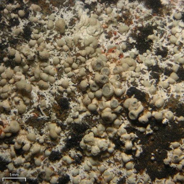 Lecanora swartzii