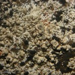 Lecanora swartzii