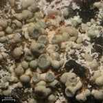 Lecanora swartzii