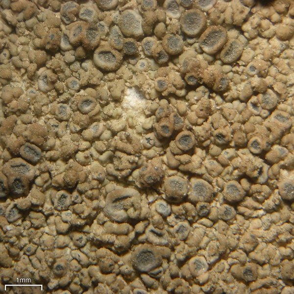 Lecanora swartzii