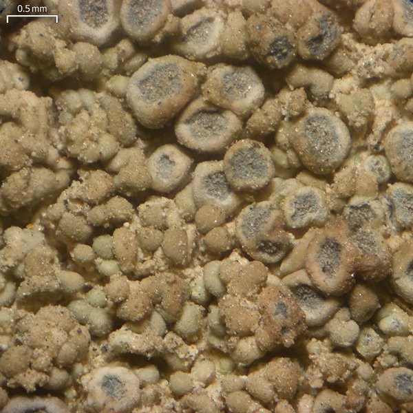 Lecanora swartzii