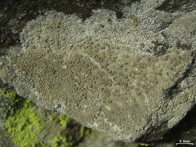 Lecanora swartzii