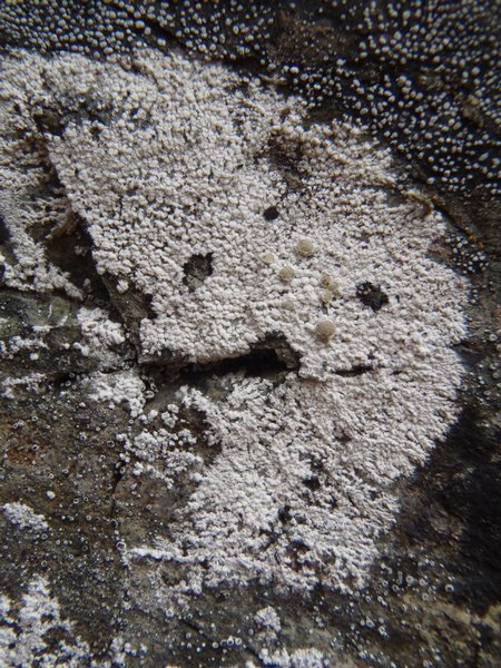 Lecanora swartzii