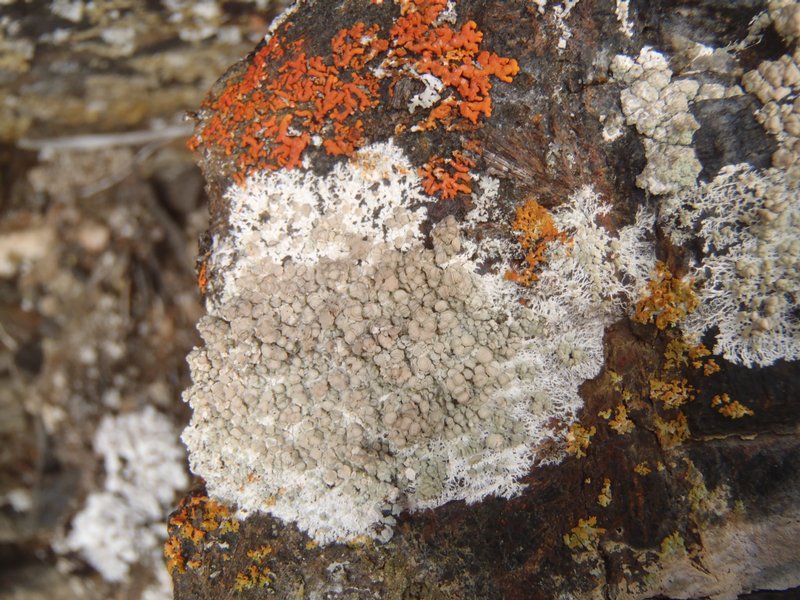 Lecanora swartzii