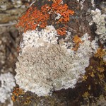 Lecanora swartzii