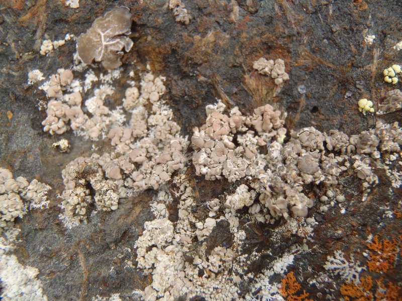 Lecanora swartzii