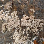 Lecanora swartzii