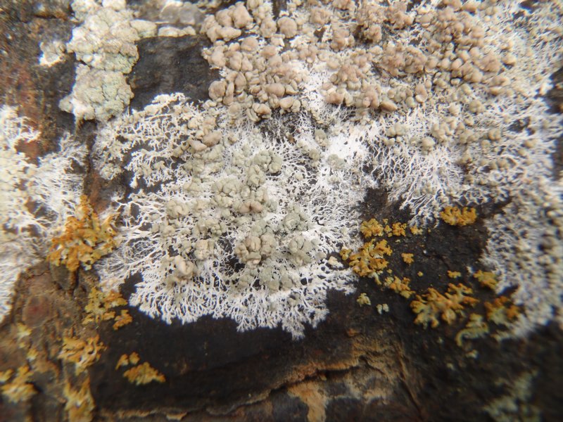 Lecanora swartzii