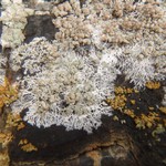 Lecanora swartzii