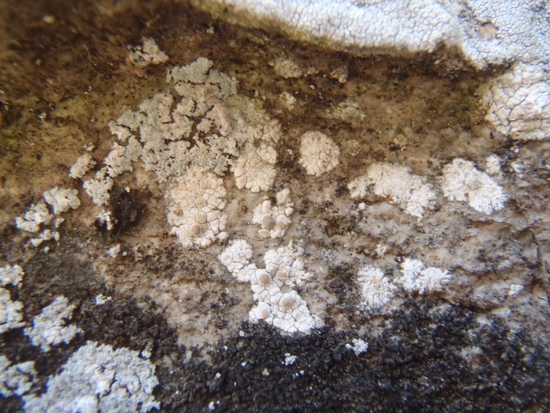Lecanora swartzii