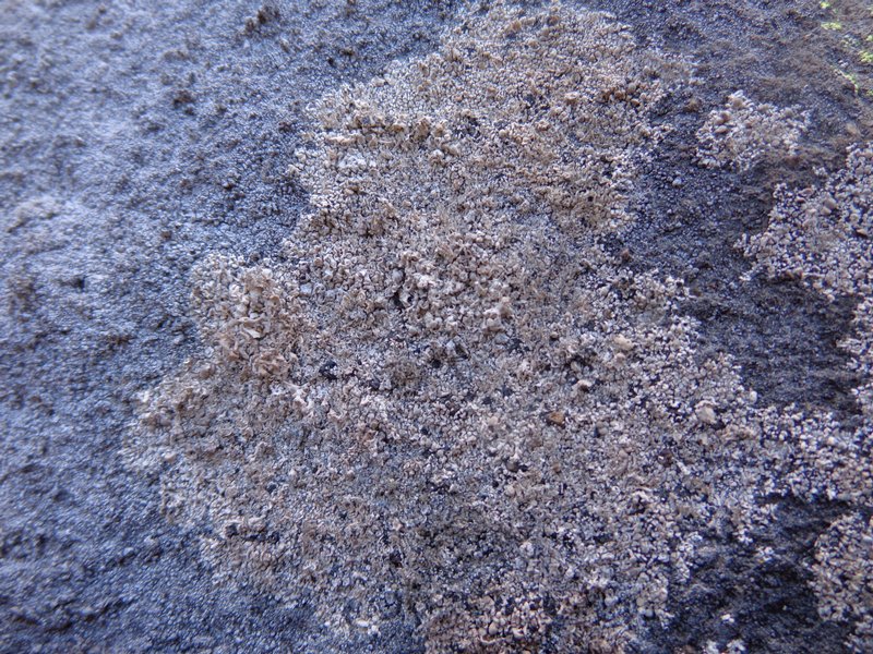 Lecanora swartzii