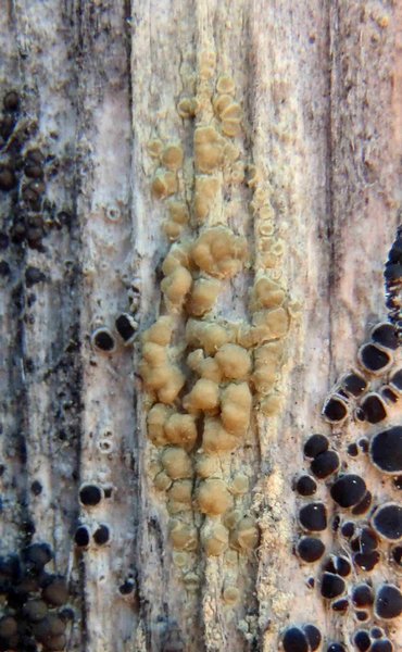 Lecanora symmicta