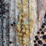 Lecanora symmicta