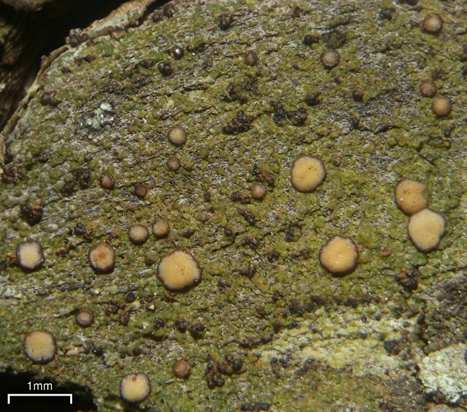 Lecanora symmicta