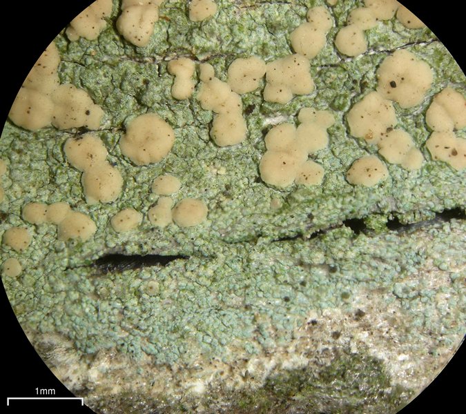 Lecanora symmicta