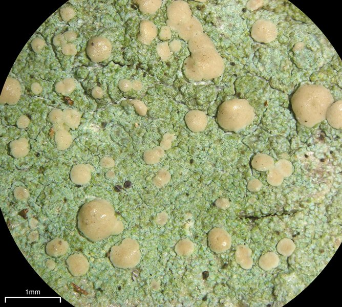 Lecanora symmicta