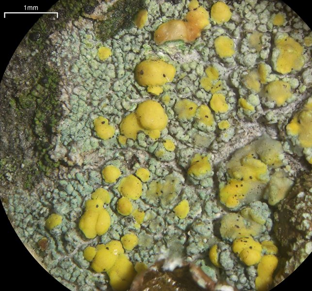 Lecanora symmicta