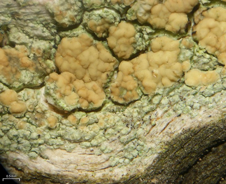 Lecanora symmicta