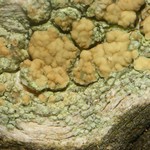 Lecanora symmicta