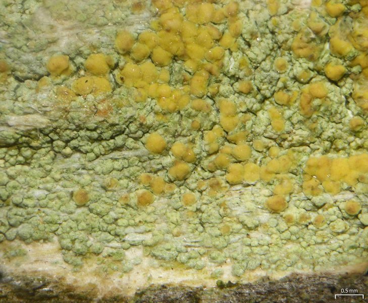 Lecanora symmicta