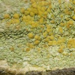 Lecanora symmicta