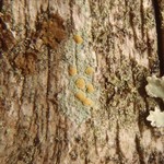 Lecanora symmicta