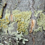 Lecanora symmicta