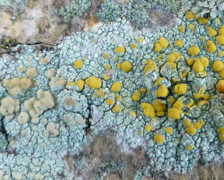 Lecanora symmicta