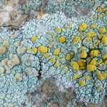 Lecanora symmicta