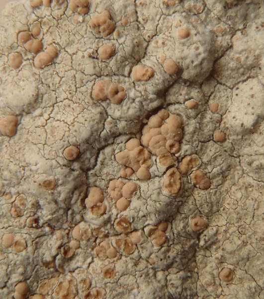 Lecanora texana