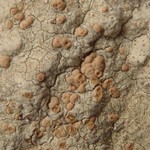 Lecanora texana
