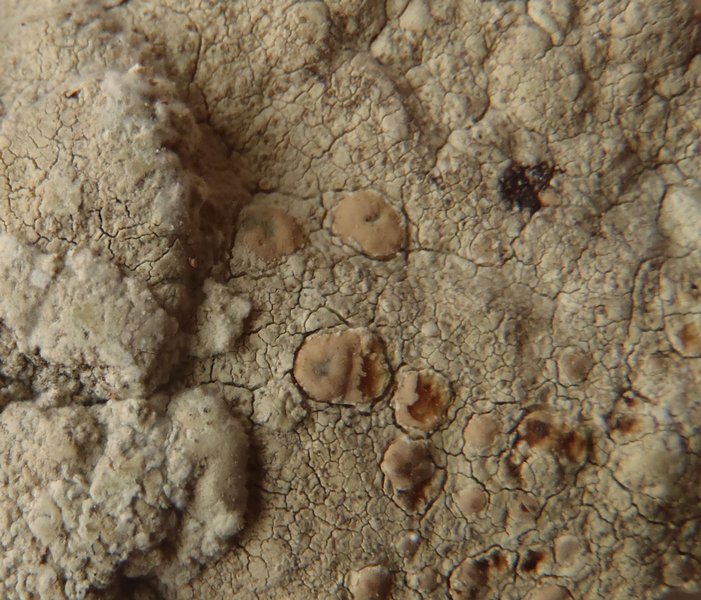Lecanora texana
