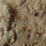 Lecanora texana